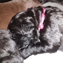 Girl 1 - Newfoundland puppy in Caribou, Maine from Starfire Newfoundlands