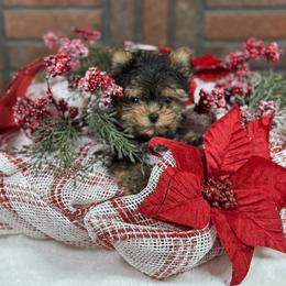 Lugo - Black and tan male Yorkshire Terrier puppy in Essexville, Michigan from John's Yorkshire Terriers