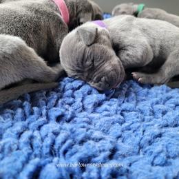 Girl 2 - female Great Dane puppy in Trail, Oregon from Barlow Rock Danes