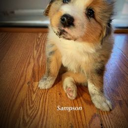 Australian Shepherd Puppies from Amazing Aussie’s