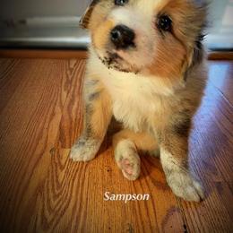 Australian Shepherd Puppies from Amazing Aussie’s