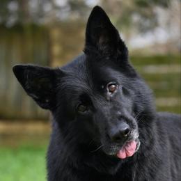 V Ella Von Arlett IGP2, KKL 25-26' - Black female German Shepherd puppy in Nacogdoches, Texas from Vom Hausgladfel