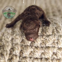 Peeta - Chocolate male Goldendoodle puppy in Ocoee, Tennessee from Liberty Creek Farms