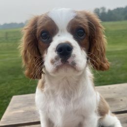 Cavalier King Charles Spaniel Puppies from Good Hope Cavaliers