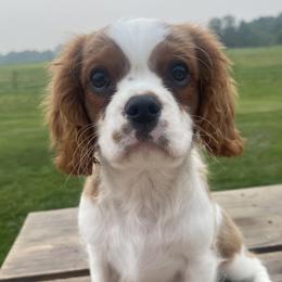 Cavalier King Charles Spaniel Puppies from Good Hope Cavaliers