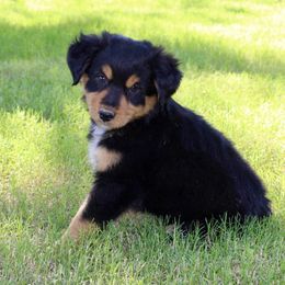Iron - Black tri Miniature Australian Shepherd puppy in Paris, Texas from Kuttin’ Up Mini Aussies