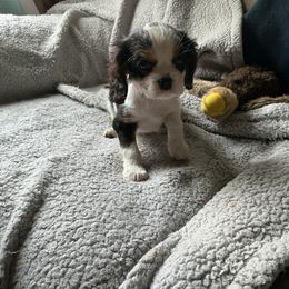 Miss Cookie - Tri-color female Cavalier King Charles Spaniel puppy in Normangee, Texas from Country Candy Cavaliers