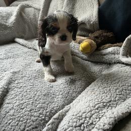 Miss Cookie - Tri-color female Cavalier King Charles Spaniel puppy in Normangee, Texas from Country Candy Cavaliers