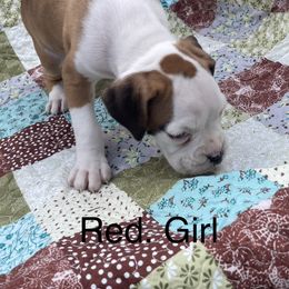 Boxer Puppies from David's Boxers