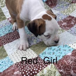 Boxer Puppies from David's Boxers