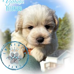 Yondu - Parti male Miniature Schnauzer puppy in Dorr, Michigan from Enchanted Paws