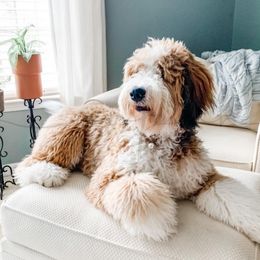Teddie Kate - Bernedoodle