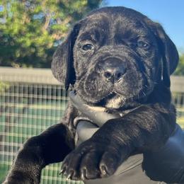 Purple Collar (Phoenix) -Determined, energetic, intelligent, and always ready for the next adventure - Black female Cane Corso puppy in Texas from Jolaw Kennel
