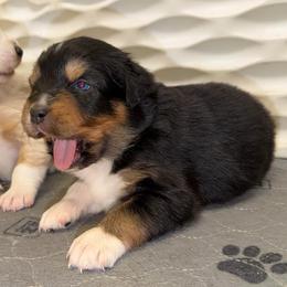 Winterrose - Black tri-color female Australian Shepherd puppy in Anniston, Alabama from All Hale Aussies