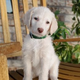 Ozark - Cream Labradoodle puppy in Siloam Springs, Arkansas from Siloam Doodles