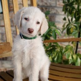 Ozark - Cream Labradoodle puppy in Siloam Springs, Arkansas from Siloam Doodles