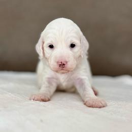 Apple girl - Parti female Goldendoodle puppy in Rio Linda, California from Plush Doodles