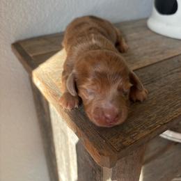 Chocolate based red dapple - Dapple female Dachshund puppy in Victoria, Texas from Prickly Arrow Pups