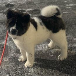 Maple - Brown brindle female Akita puppy in Newton, New Jersey from The__o__pack