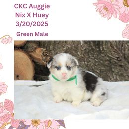 Boy 3 - Blue merle and white American Corgi puppy in Campbellsburg, Indiana from Kates Corgis