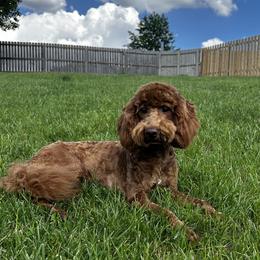 Penny - Goldendoodle