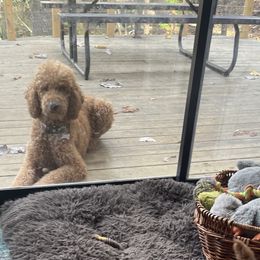 Poodle Puppies from FurEver Poodles