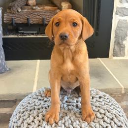 Simon - Yellow male Labrador Retriever puppy in Sugarcreek, Ohio from 1611 Sport Dogs