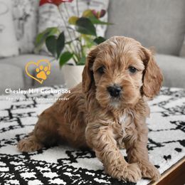 Cockapoo Puppies from Chesley Hill Cockapoos