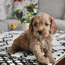 Cockapoo Puppies from Chesley Hill Cockapoos