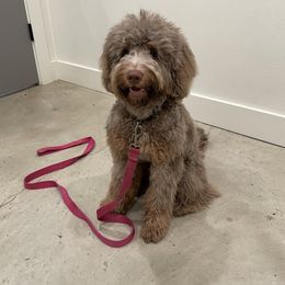 Indy - Bernedoodle