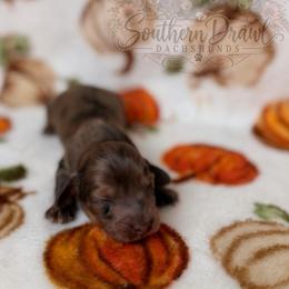 Salem - Dapple male Dachshund puppy in Winder, Georgia from Southern Drawl Dachshunds