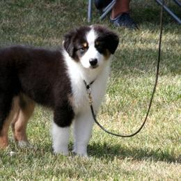 Australian Shepherds and Lakeland Terriers from Susan Harris