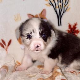 American Corgi Puppies from 5H Corgis