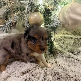 Light Blue - Blue merle female Miniature Australian Shepherd puppy in Robertsdale, Alabama from Lighthouse Aussies