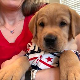 Teddy - Yellow male Labrador Retriever puppy in Queen Creek, Arizona from Lucy’s Labradors