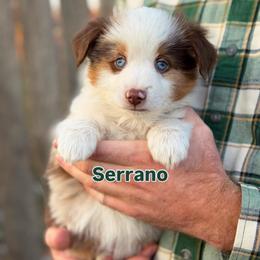 Serrano - Red merle male Toy Australian Shepherd puppy in Riverton, Utah from Iron Spirit Homestead & Aussies