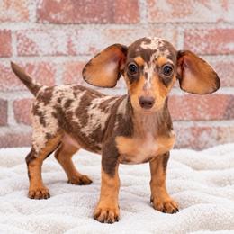 Nora - Dapple female Dachshund puppy in Industry, Illinois from KDKs Kennels