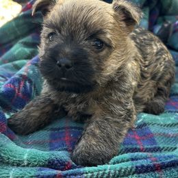 Ms. pink - Wheaten female Cairn Terrier puppy in Pottersville, Missouri from Cairn Terriers of Heatherridge,LLC
