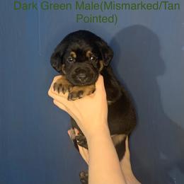 Labrador Retriever Puppies from Shadows Lovely Kennel