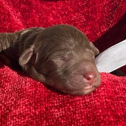 Walnut - Chocolate male Labradoodle puppy in St George, Utah from Terra's Swann's Kennels