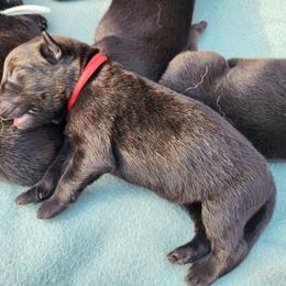 Red collar - Sable male German Shepherd puppy in Ramsey, Illinois from Haus-Farr German Shepherds
