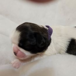 Purple collar girl - Tricolor female Shih Tzu puppy in Woodsfield, Ohio from ROSE LANE SHIH TZUS