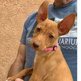 Girl 1 - Tan female Cirneco dell’Etna puppy in Rio Rancho, New Mexico from Ember Hill Cirnechi