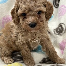 Laurel - Buff Cockapoo puppy in Winnsboro, Texas from Happy Hollow Ranch