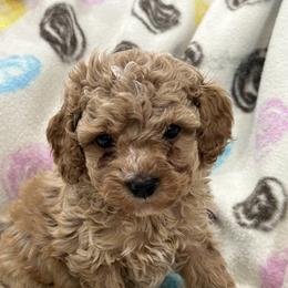 Laurel - Buff Cockapoo puppy in Winnsboro, Texas from Happy Hollow Ranch