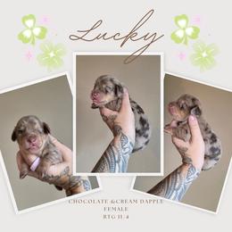 Lucky - Dapple female Dachshund puppy in Grants Pass, Oregon from Redwood Dachshunds