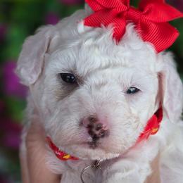 Red Girl - Parti female Goldendoodle puppy in Vernon, Texas from Sugarland's Texas Goldendoodles