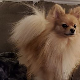 German Shepherds from Heartland Shepherds