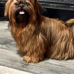 Jack - Red male Shih Tzu puppy in Sharon, Pennsylvania from Keystone Danes and Shih tzus