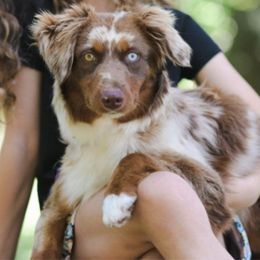 Aussiedoodle puppies from North Florida Poodles and Doodles